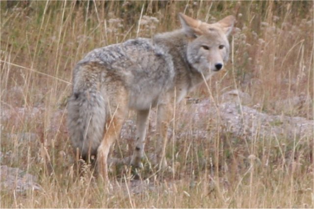 Coyote